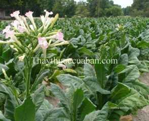 Thuốc lá, tác dụng chữa bệnh của Thuốc lá