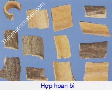 Hình ảnh vị thuốc hợp hoan bì