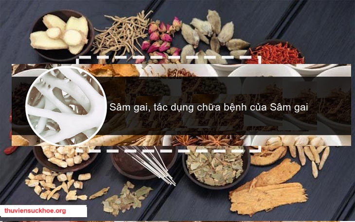 Sâm gai, tác dụng chữa bệnh của Sâm gai