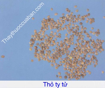 Hình ảnh vị thuốc  thỏ ty tử