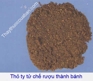 Hình ảnh vị thuốc  thỏ ty tử chế rượu